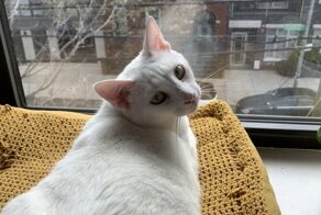 Пара из Нью-Йорка познакомилась благодаря коту и карантину