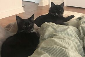 Усыновлённые в марте животные