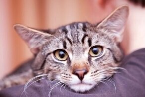 Социальны ли кошки?