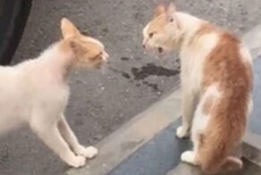 Котики не поделили территорию и устроили шумную разборку