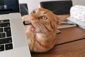 Питомцы, которым надоело слышать, какие они «хорошие мальчики и девочки»