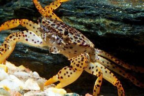 6 созданий, «укравших» чужую внешность