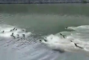 Нешуточная разборка двух группировок выдр