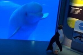 Выпущенный погулять по океанариуму пингвин познакомился с семейством белух