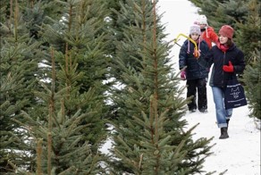 Рождественские елки с фермы Mellensee около Берлина (27 фото)
