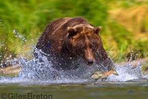 Гризли (4 фото)