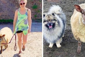 Овечка из Англии уверена в том, что она собака. Она даже может облаять и укусить