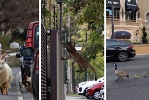 Люди попрятались, и города начали осваивать дикие животные