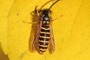 Как бороться с осами на даче