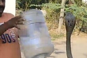 Змеелов поймал кобру с помощью бутыли