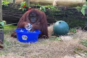 Орангутан продемонстрировал, как правильно мыть руки