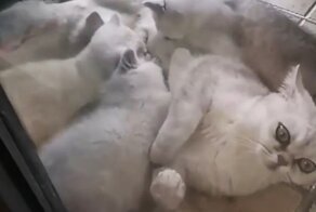Кошка 40 дней прожила одна дома и родила себе компанию
