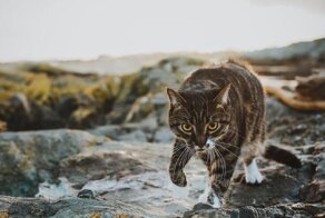 Хозяйка заказала для кота профессиональную фотосессию - и не жалеет