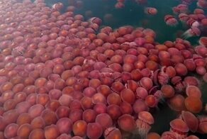 Прибрежные воды Филиппин заполонили розовые медузы