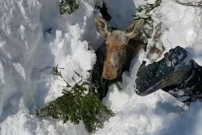 Четверо друзей вызволили лося, застрявшего в глубоком снегу