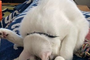 Домашние питомцы, которые ошалели от скуки и начали развлекать своих хозяев