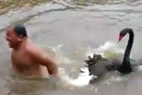 Лебедь атаковал купавшегося в водоеме мужчину