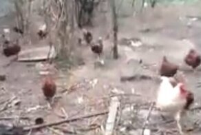 Пернатые нарушителя карантина возвращаются домой