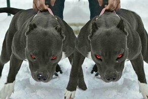 7 лучших собак для охраны дома