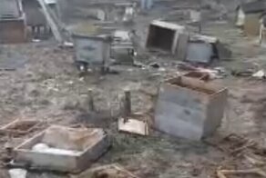 Как после войны: голодный медведь похозяйничал на пасеке и погубил всех пчел