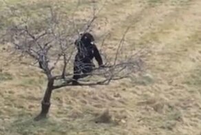 Медведь забрался на яблоню на глазах хозяйки участка