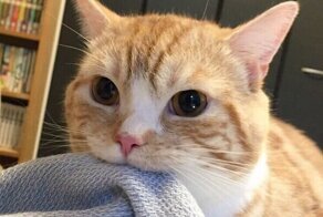 20 забавнейших котеек, которые не дают хозяевам скучать на карантине