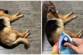 Узнает любимый звук из тысячи!
