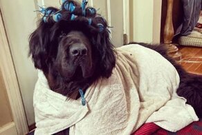 Песик запилил карантинный лук!