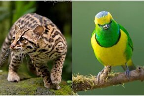 Удивительные обитатели тропических лесов Коста-Рики в объективе Суприта Саху