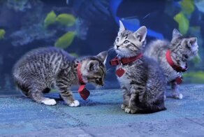 В закрытом для людей океанариуме провели экскурсию для котят