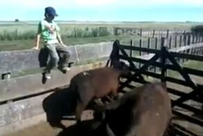 Юный хулиган пожалел, что решил обидеть бычка