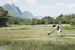 Креативная реклама с участием животных (38 фото)