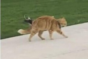 Кот проигнорировал атакующую его птицу