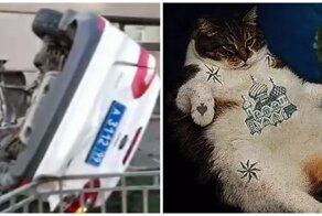 В Москве из-за кошки перевернулся полицейский автомобиль