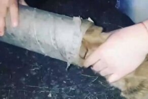 В Хакасии полицейские спасли попавшего в беду любопытного щенка
