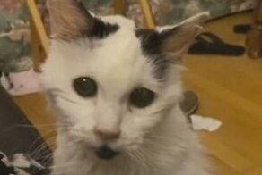 29-летняя кошка просит хозяйку её погладить