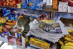 Забавные фотографии кошек в круглосуточных магазинах