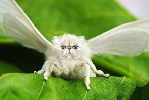Художник рисует самые дурацкие гибриды животных, какие только может придумать