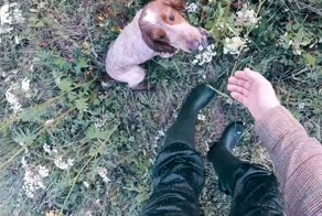 Как приготовить красную дичь