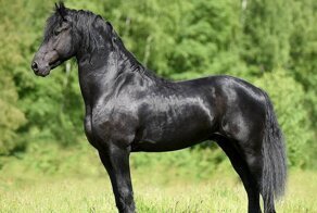 Какие бывают масти у лошадей?