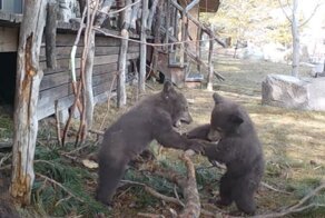 Борьба двух медвежат