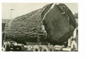 Огромные деревья (39 фото)