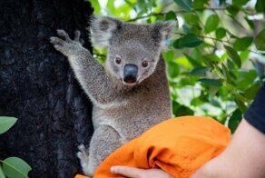 Австралийских коал, пострадавших от пожаров, начали выпускать обратно в лес