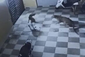 Собака чуть не стала добычей голодного леопарда