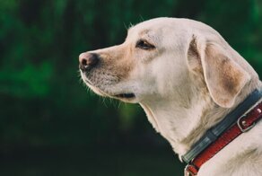 Псы радуются новым батутам даже больше, чем дети