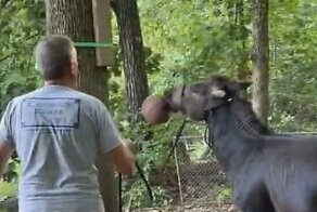 Мужчина обучил своего питомца забрасывать мяч в кольцо