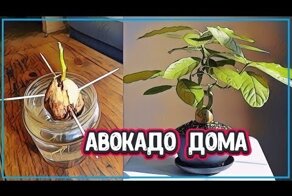 Инструкция по выращиванию авокадо из косточки