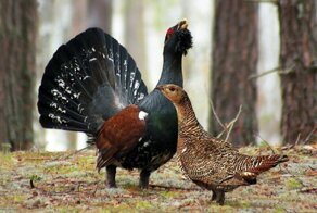 Глухарь и интересные факты о нём