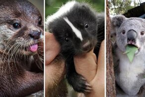 Как звучит голос скунса?