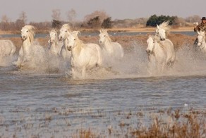 Лошади Камарга (6 фото)